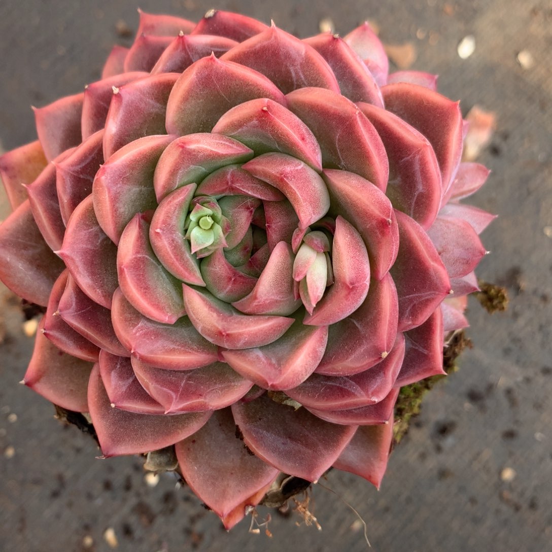 9114杂交多肉植物