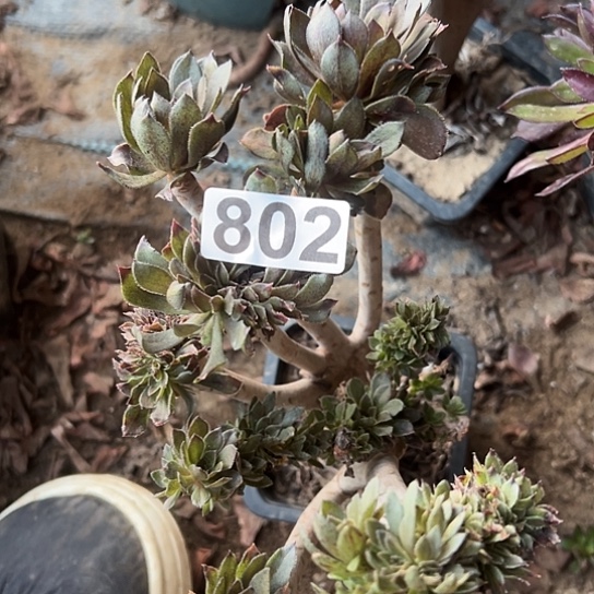 兄***旦多肉植物一个灰豆802