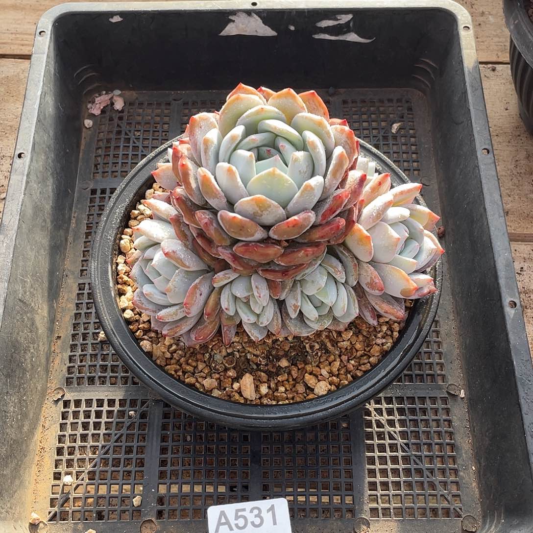 531多肉植物多肉植物