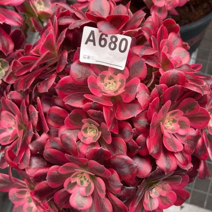 680美杜莎25厘米左右