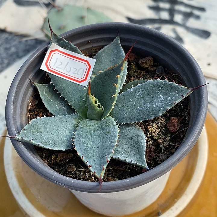 完美主义者勿拍虚空藏121029