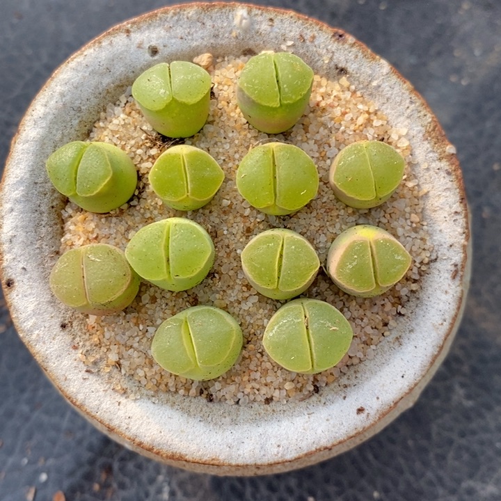 粉红女郎杂交一代，三角形大透疮，粉红色身体