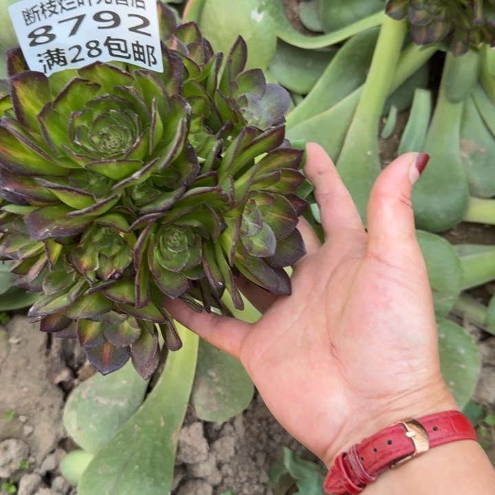 8792嫁接海王七彩三号棚F