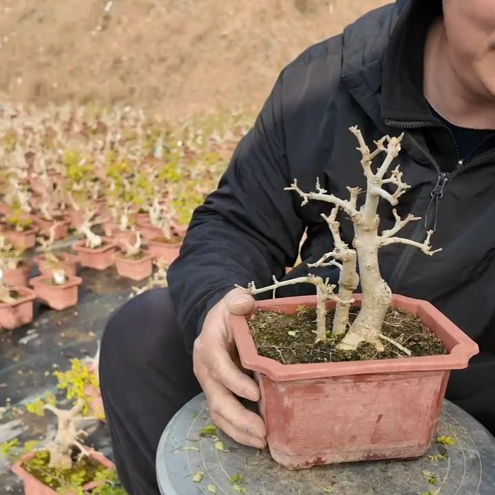 无花朵对节白蜡一盆