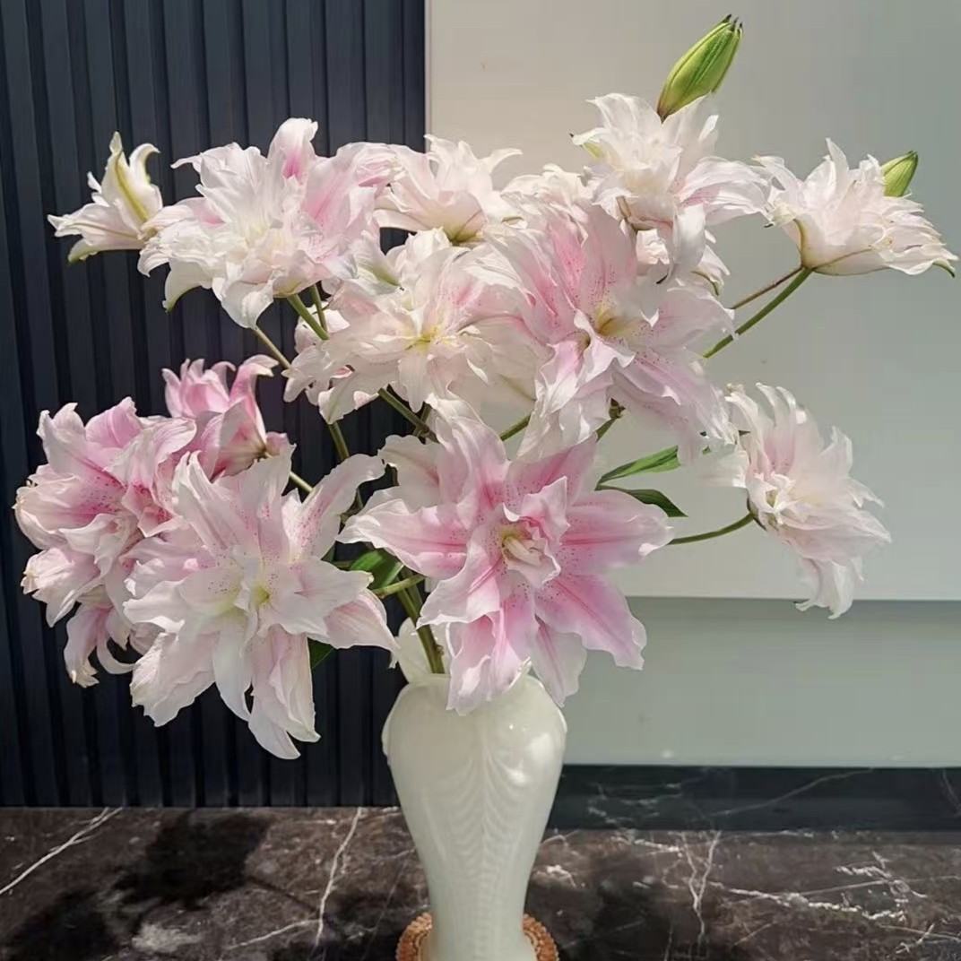 新品重瓣香水百合伊莎贝拉5枝sr