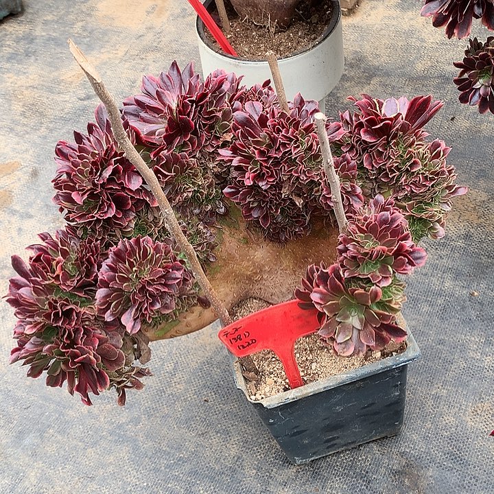 元***子欧嘉莉缀寄养不发货