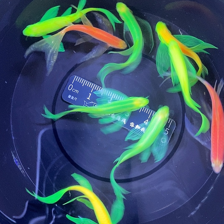 斑马鱼蝶翼斑马瑕疵练手鱼4厘米8条