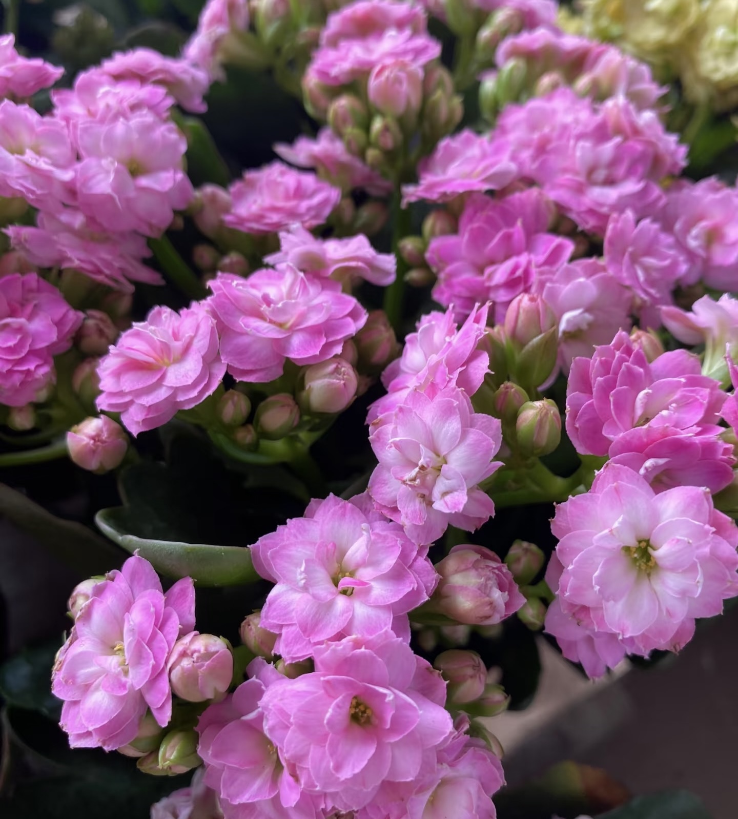 （粉牡丹120盆）基地直发长寿花 稀有纯黄色品种 室内盆栽