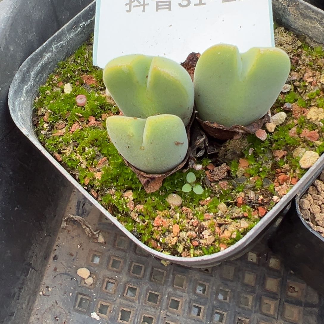 31+21毛将多肉植物，