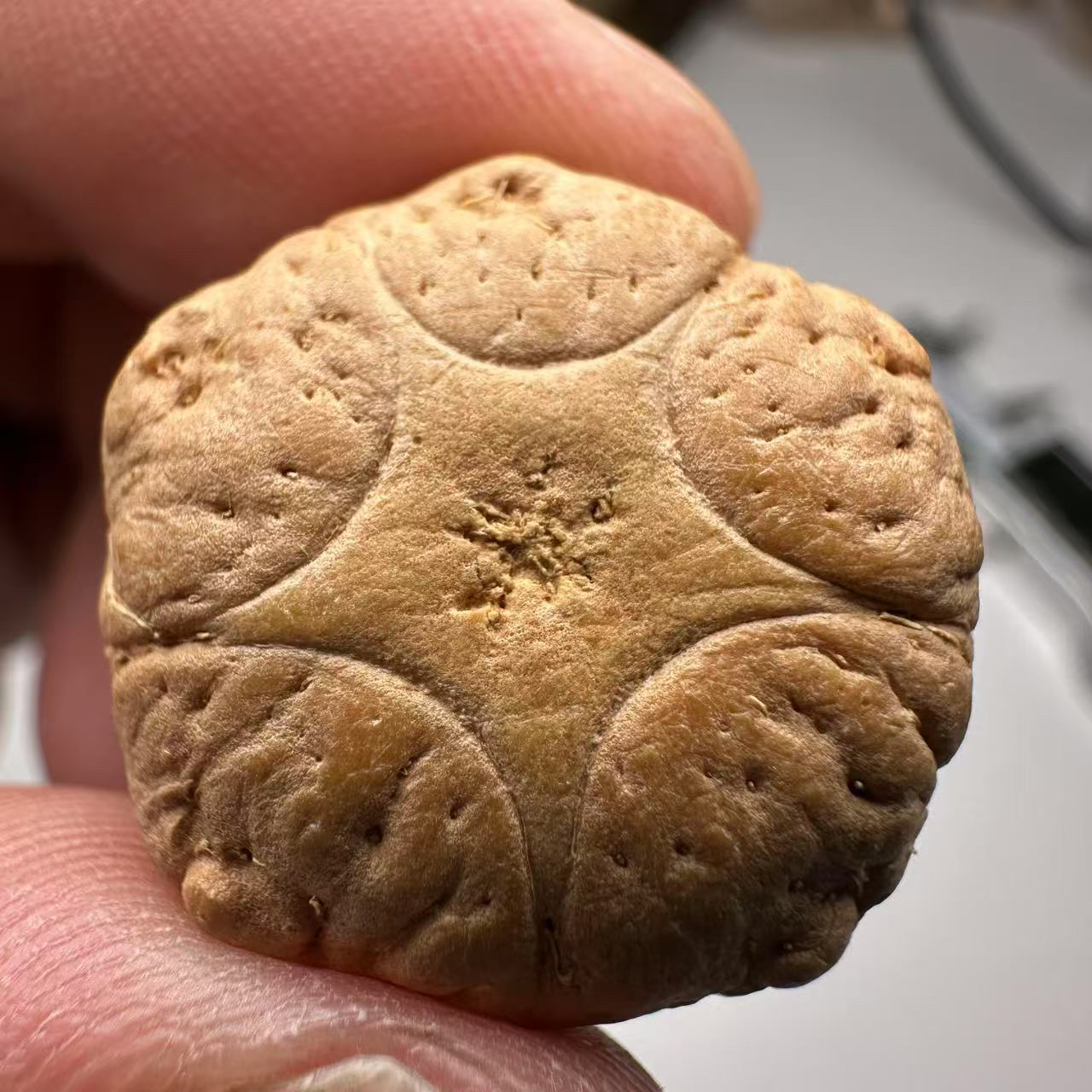 尼泊尔五星菩提，尺寸23 ，sss系列，货号6