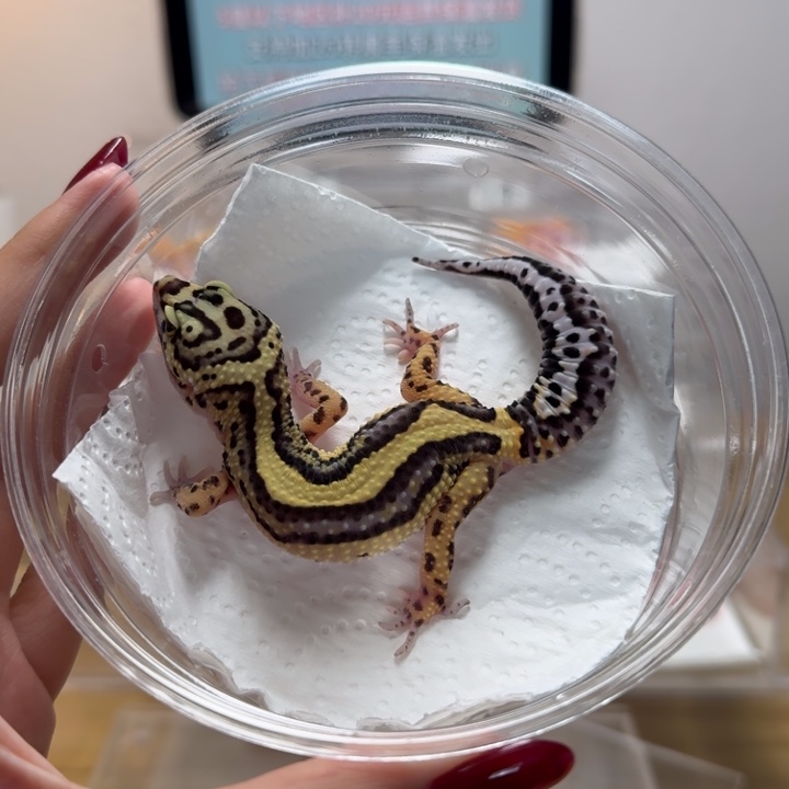 豹纹守宫土匪妹妹