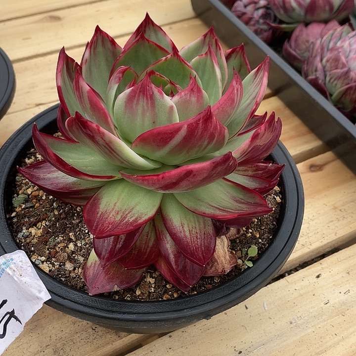 惊鸿仙子多肉植物2902