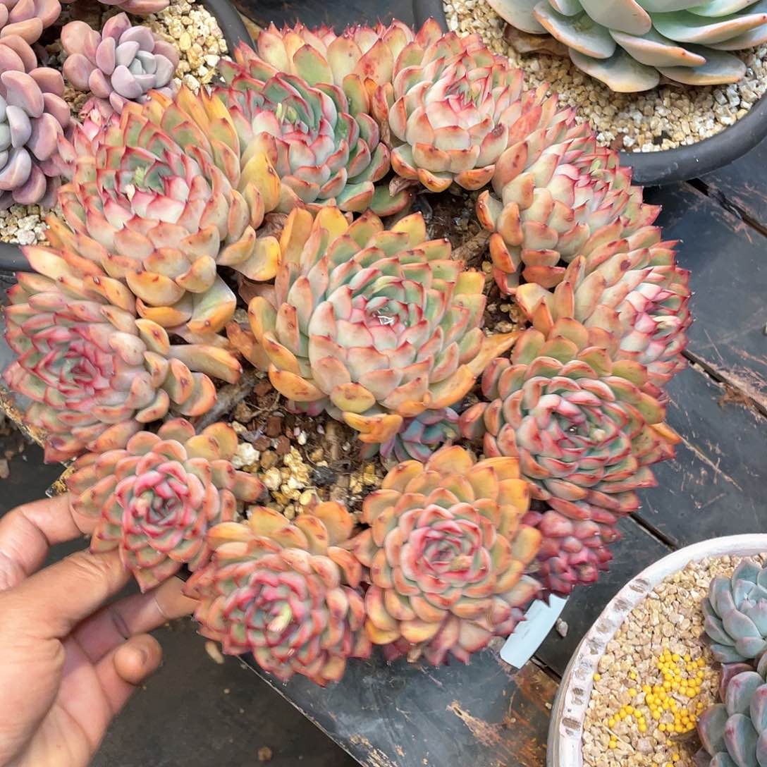 小*多肉植物一物一拍