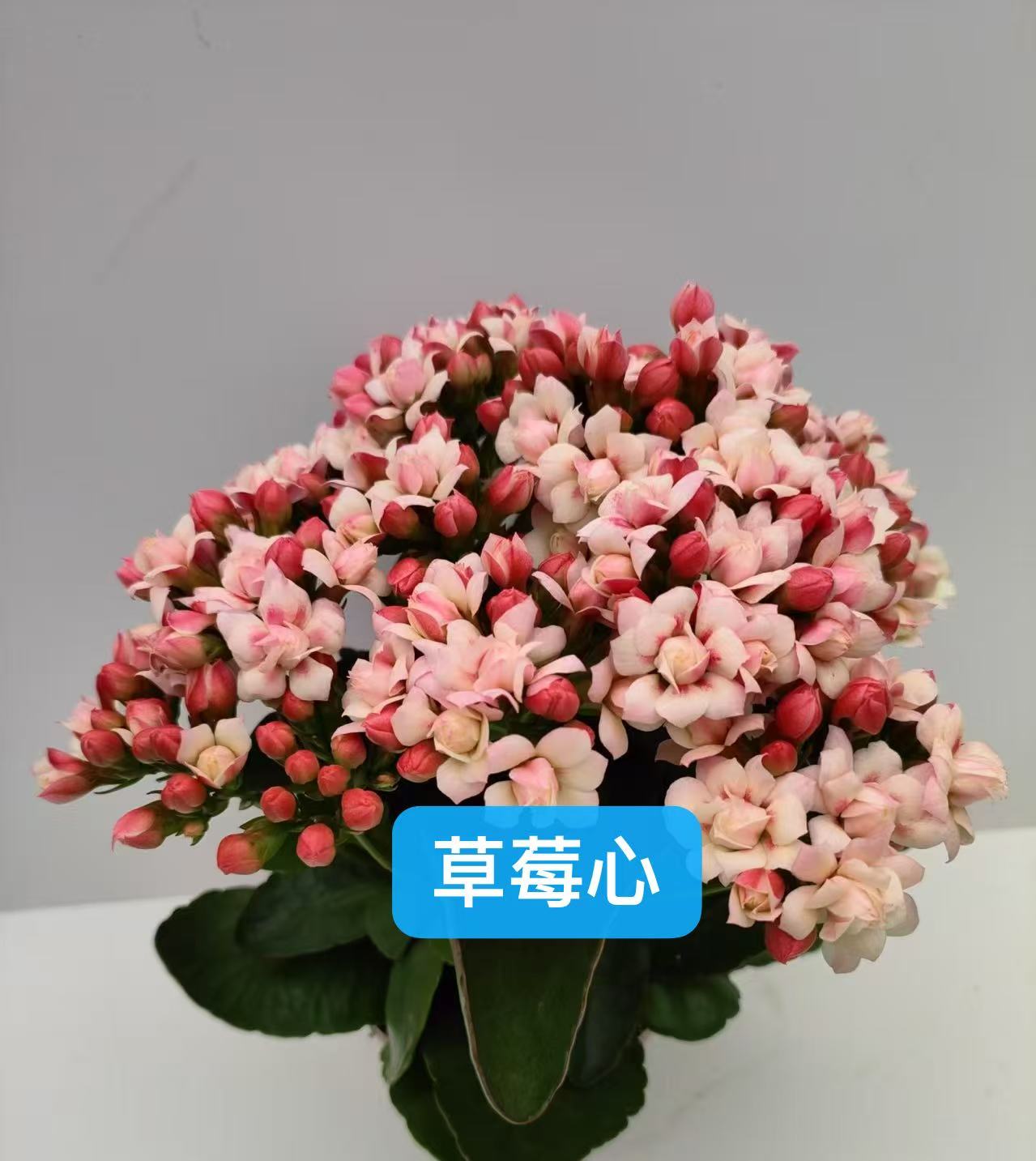 110草莓心长寿花  