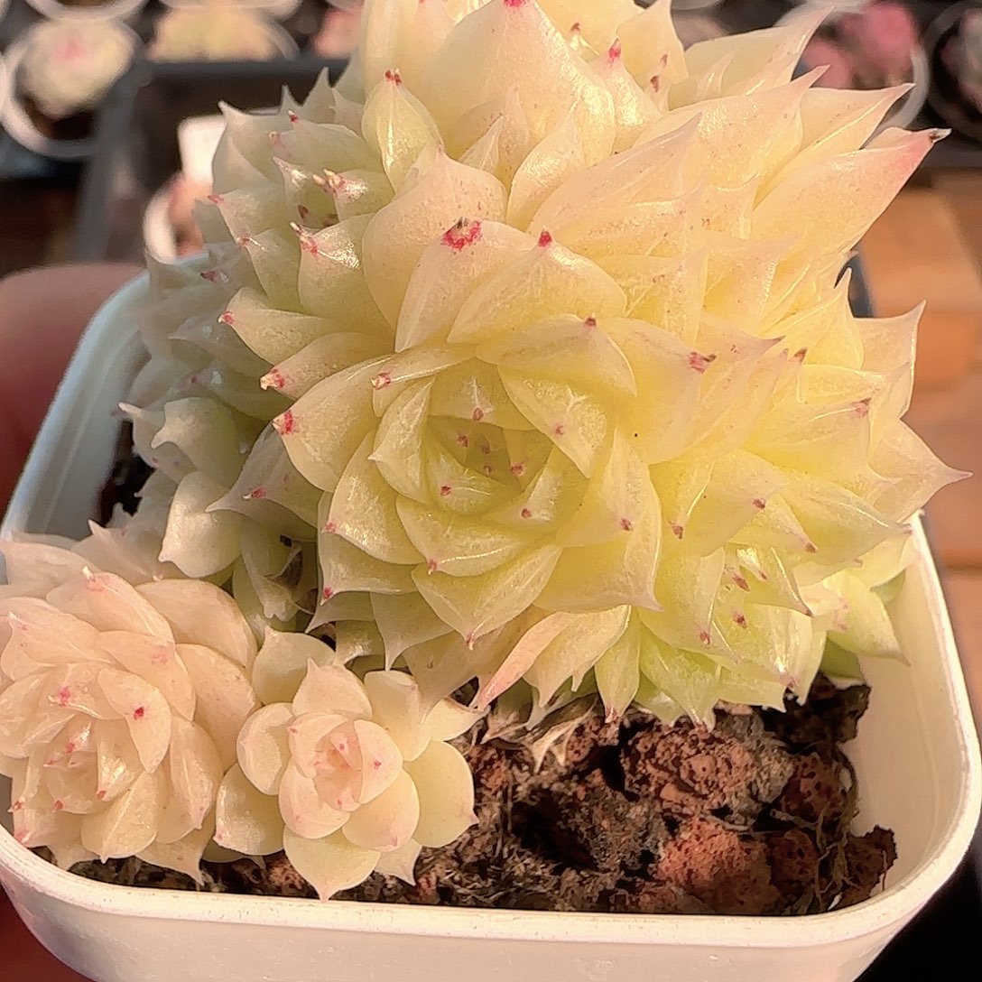 多肉1212-174优选麦秆群