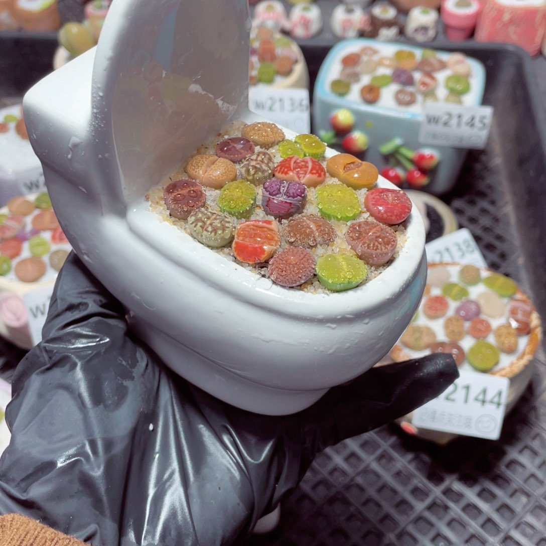 w2147 带盆土发货-零下地区拍保温箱