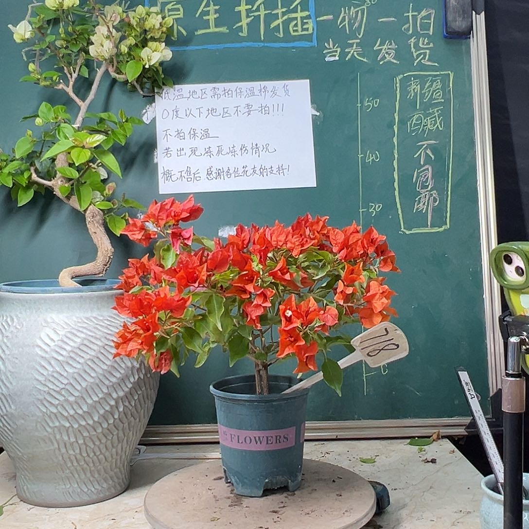 完全开放热火桑巴 718