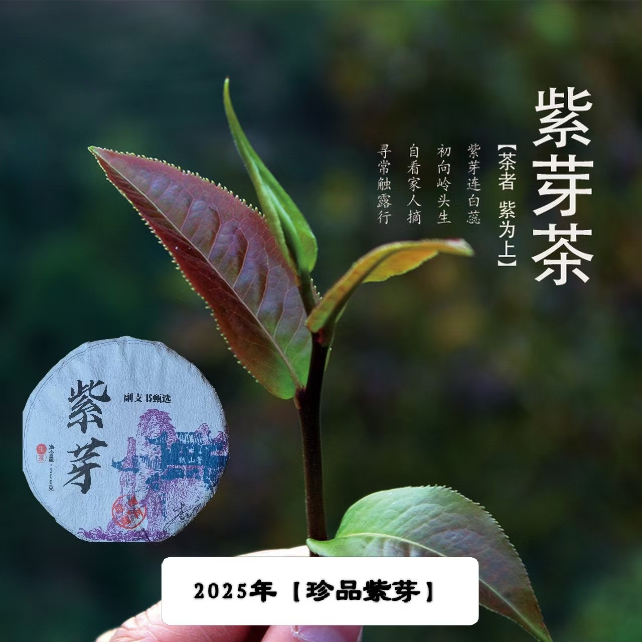 【副支书严选】2025年，珍品紫芽茶，散茶