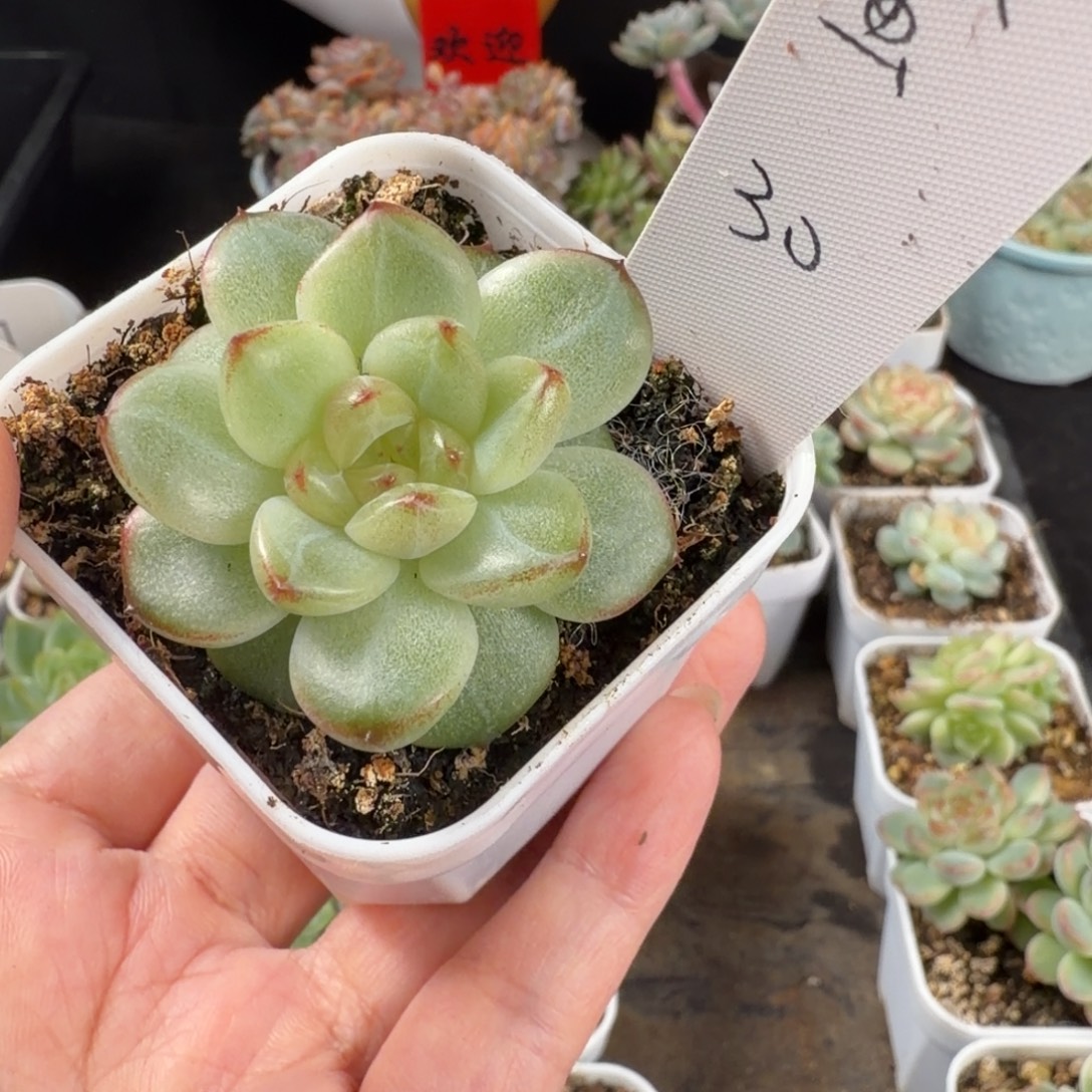 大***虫大懒虫一颗珍妮孤品