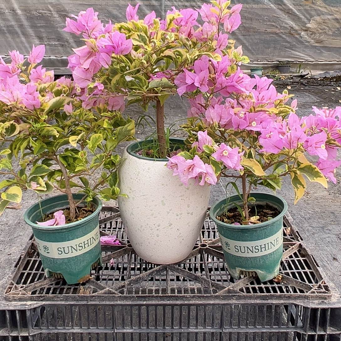 大部分花苞少量开放金边粉可爱掌中宝一棵