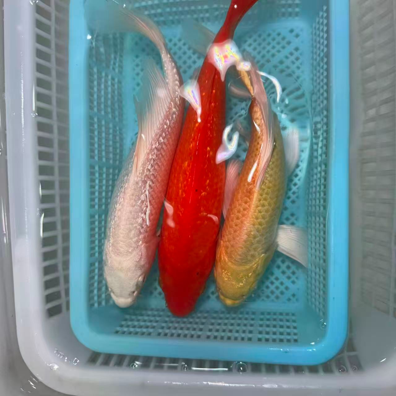 【三条装】15-20闪鳞火鲤黄蝴蝶闪鳞白蝴蝶好养耐活大鳍大尾包邮