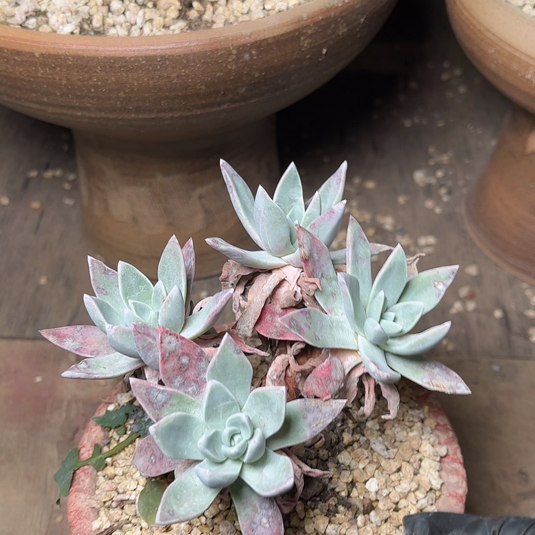 2586泡芙苹果叶多肉