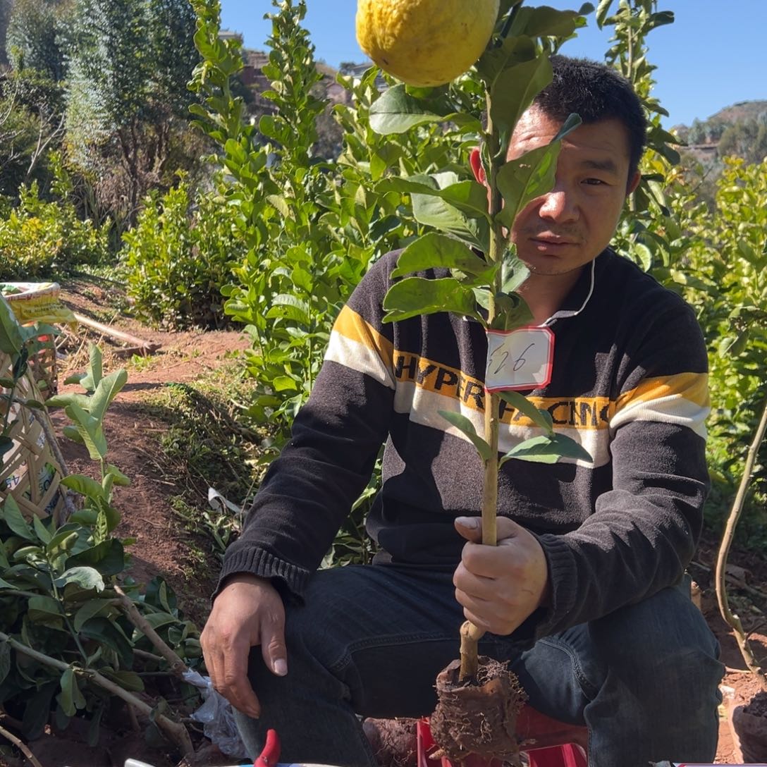 美***生无花朵带果香橼苗
