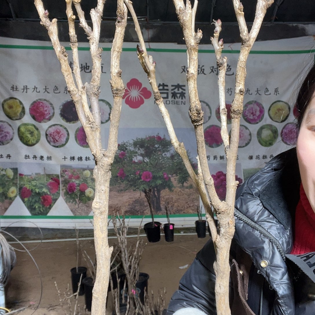 冯***来大盆花王两颗一物一拍