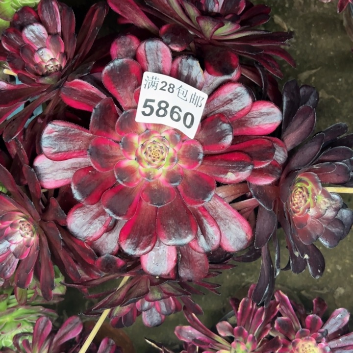 5860红金刚多肉植物