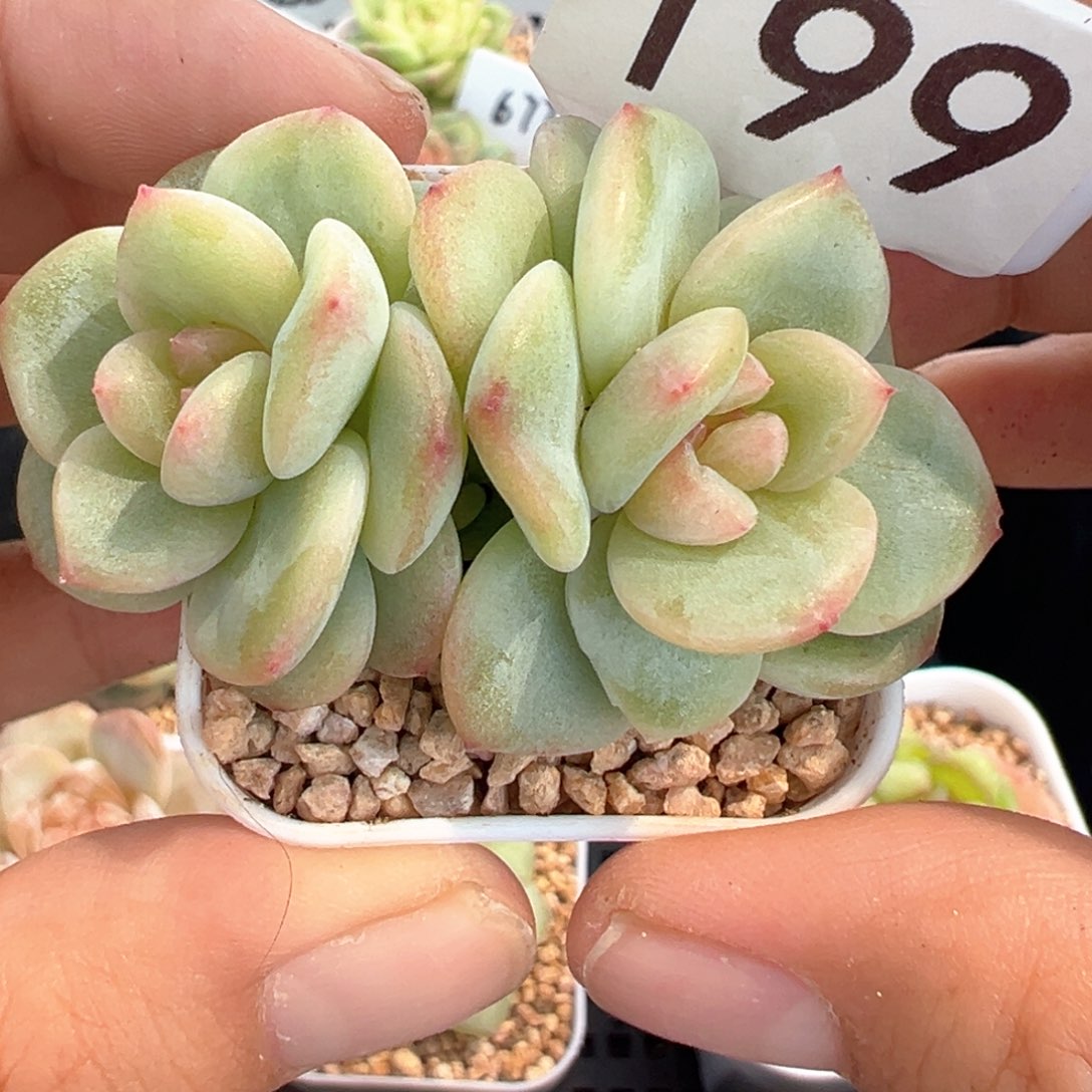 199号相柳甜心晗雨多肉植物