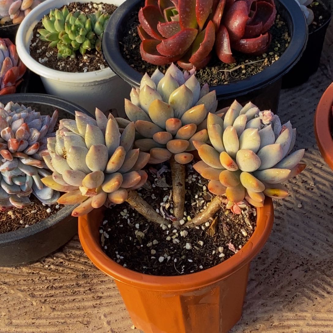 寻*48包邮一物一拍多肉