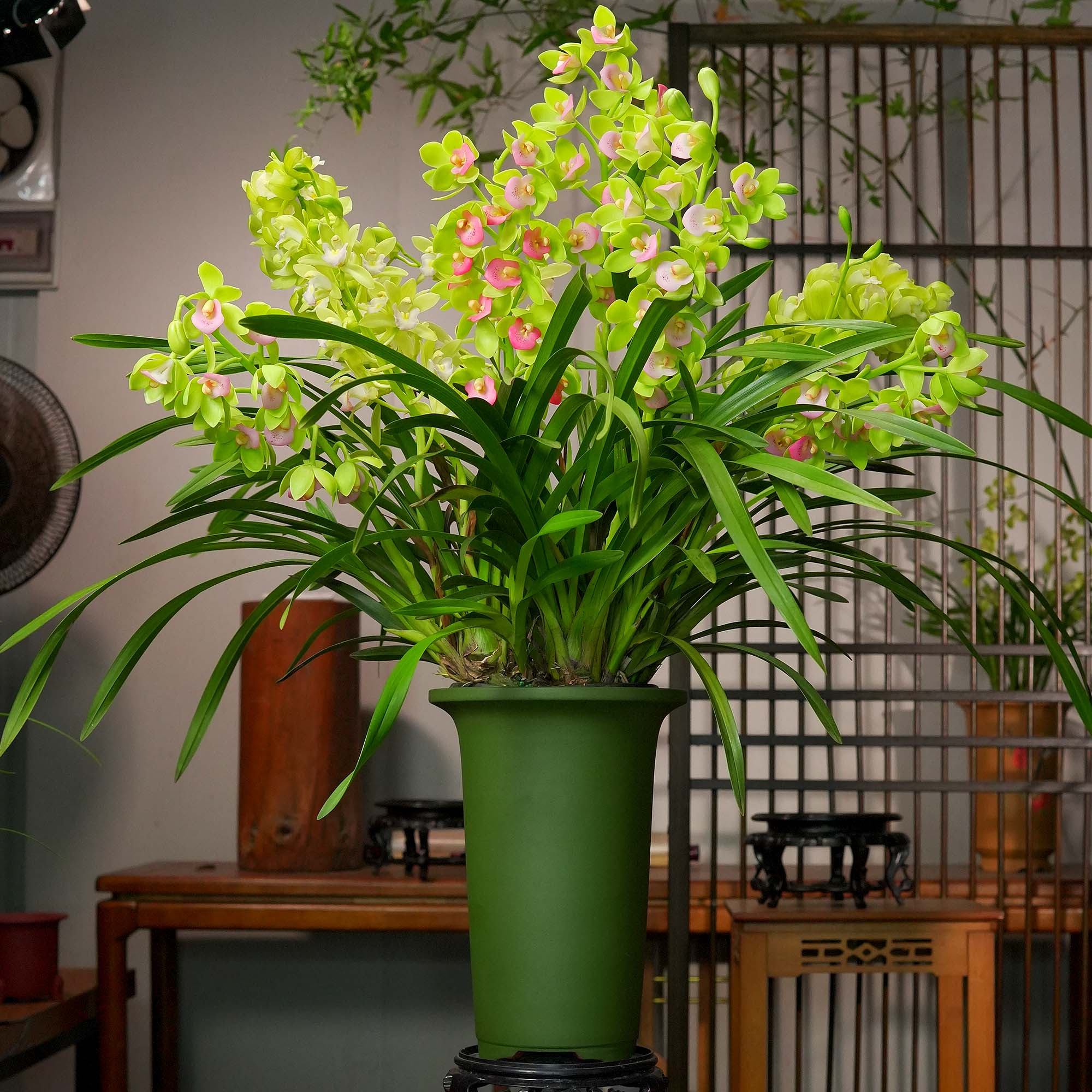 特A级 蓝月香兰带6-9花苞带花剑兰花盆栽室内办公室绿植好养