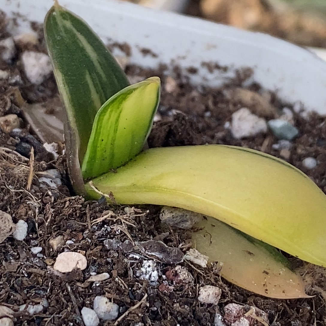 不带盆脱土裸根发货（实生）