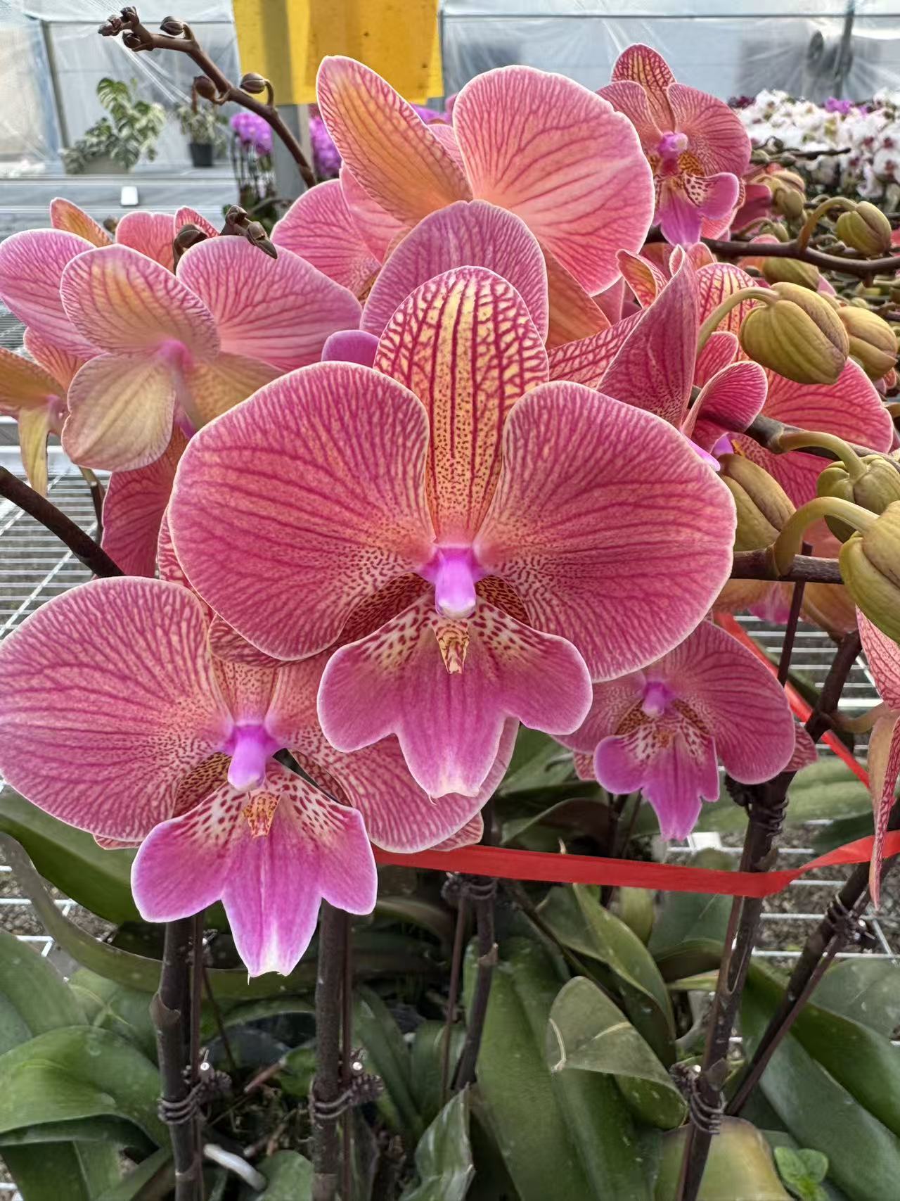 美人鱼【3.0寸杯】高档蝴蝶兰鲜花盆栽