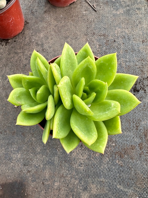 翠花多肉植物组合盆栽