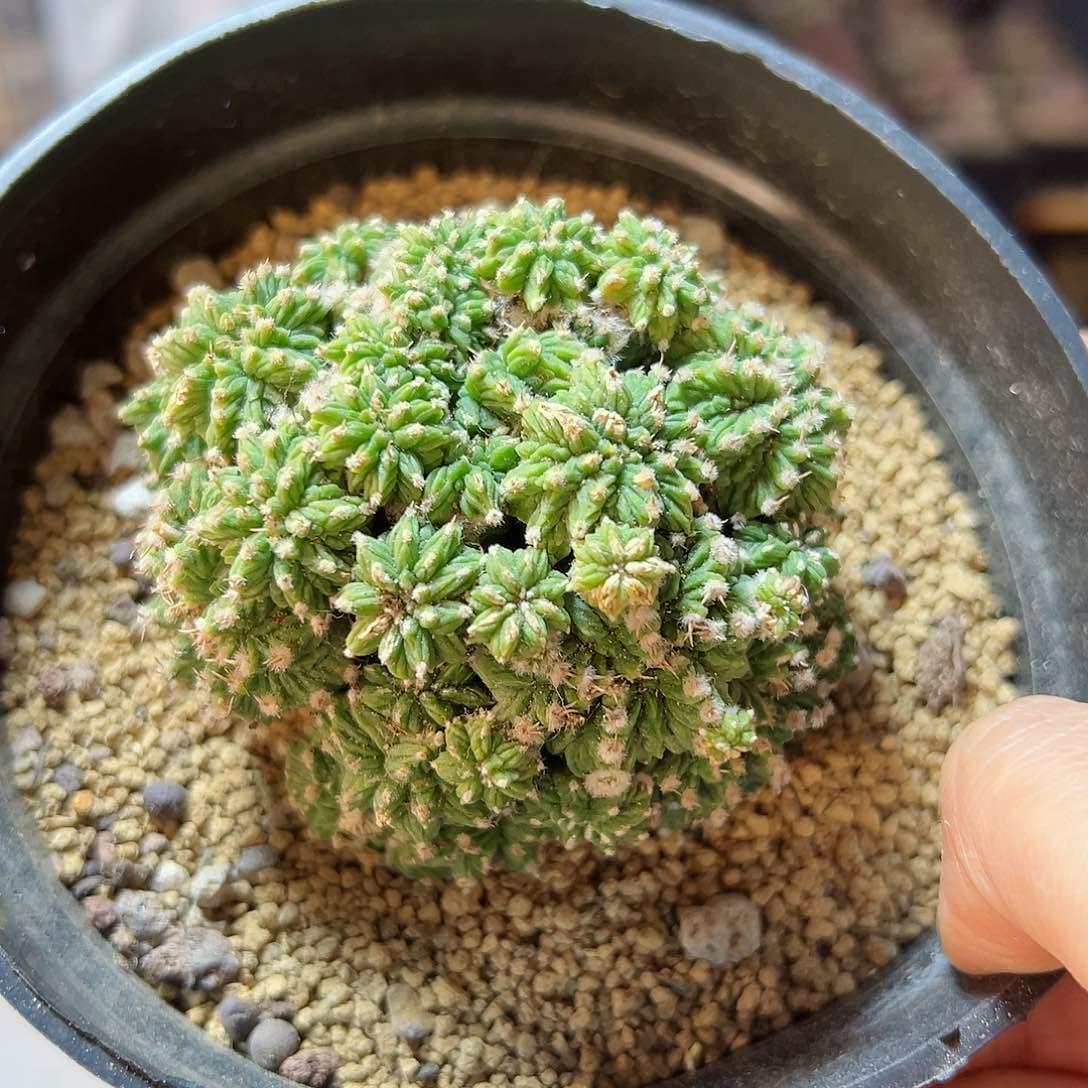 老花笼带小木心无根7.2公分3日