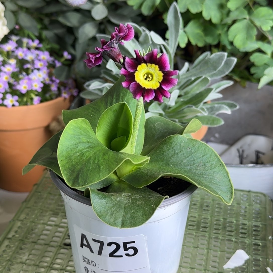 一物一拍  耳叶报春A725