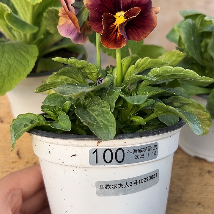 红陶抖音直播闪拍100