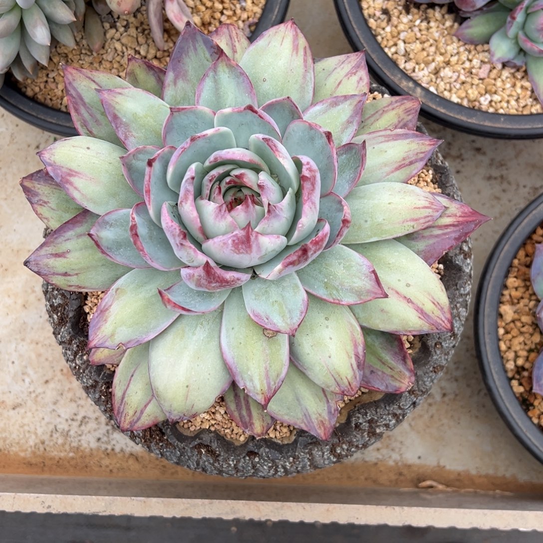 惊鸿仙子 夏鸣园艺