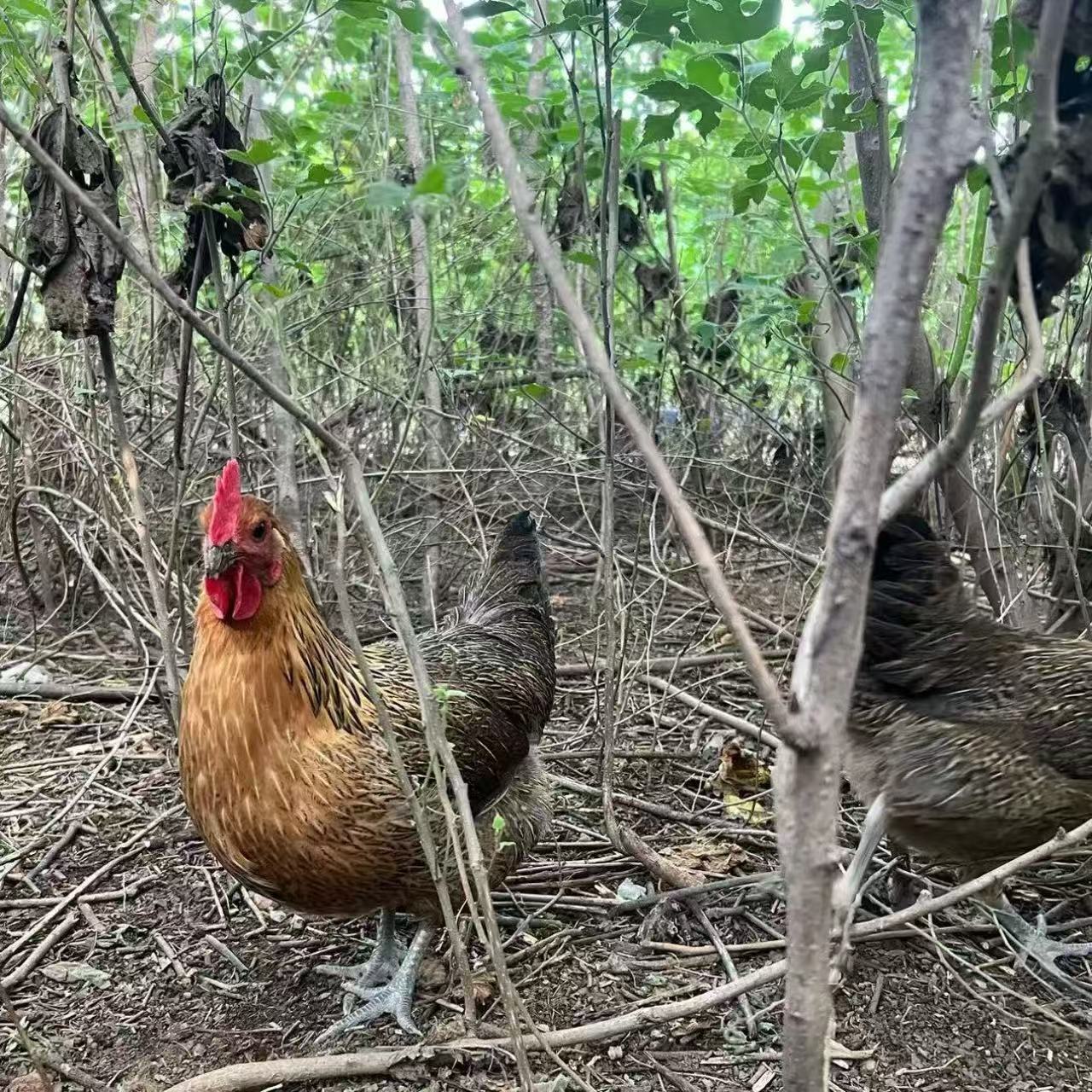 12只宠物鸡《麻羽鸡》活鸡包邮