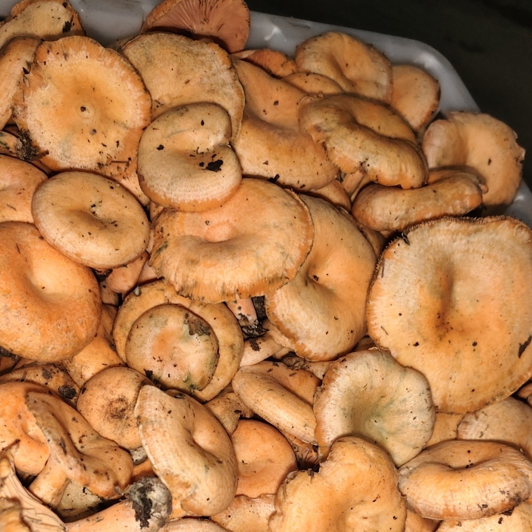 贵州高山野生枞毛菌中朵有虫氧化发绿正常介意勿拍