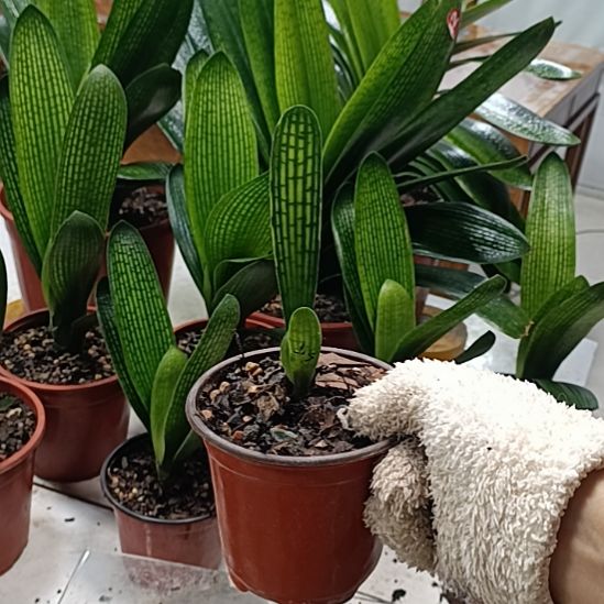 知***阮当前无花朵，栽培后可花朵