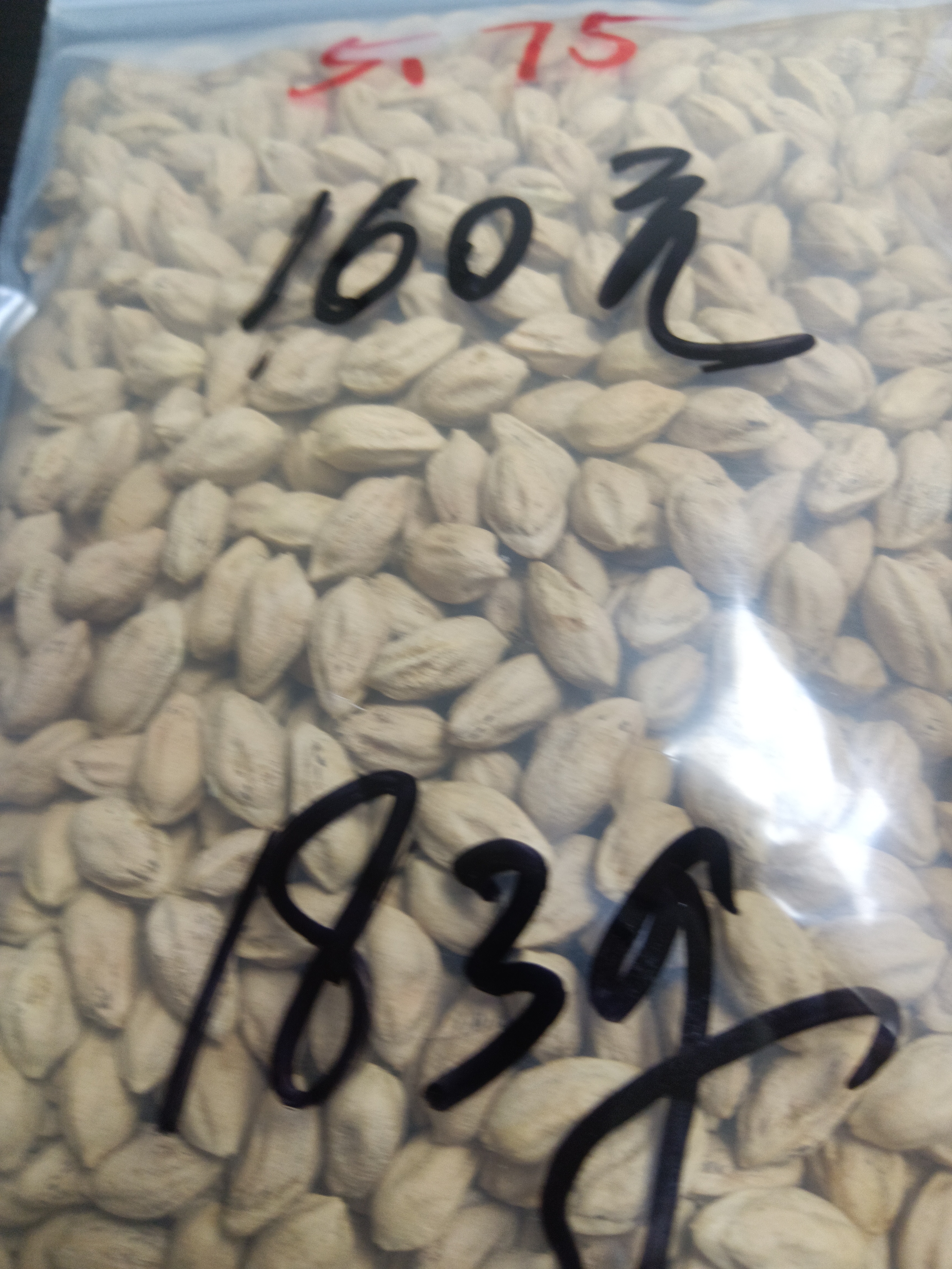 热振柏香籽散籽原料