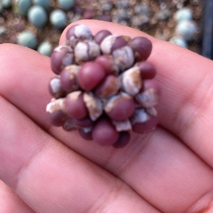 26604紫葡萄一颗   