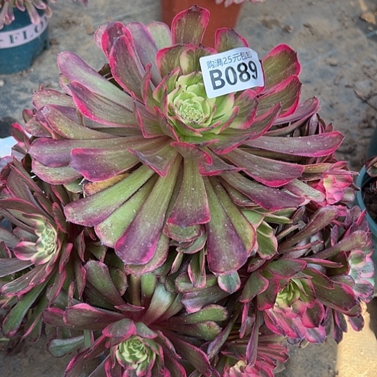 秋*天一颗多肉法师植物