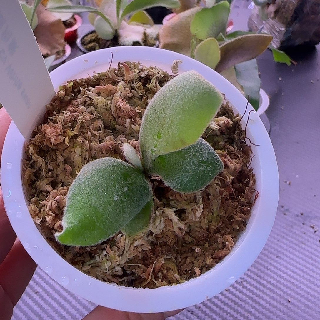 白天鹅鹿角蕨孢子苗