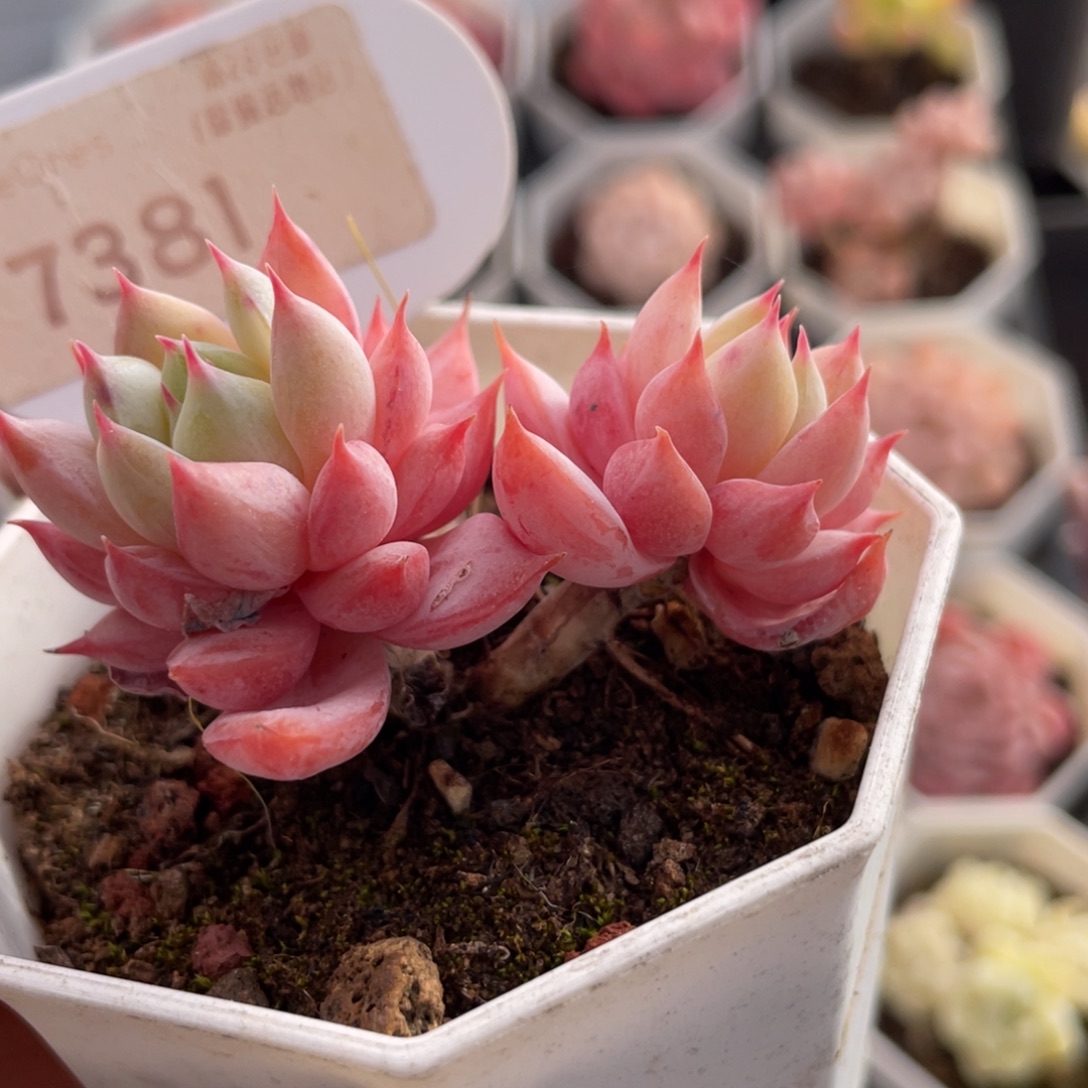 蓝鸟香槟7381-5.0厘米