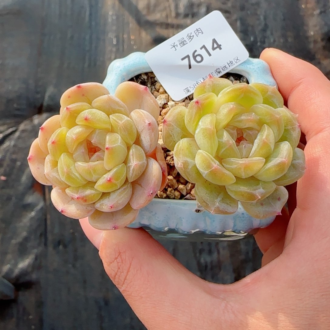 粉心白恋，7514多肉植物