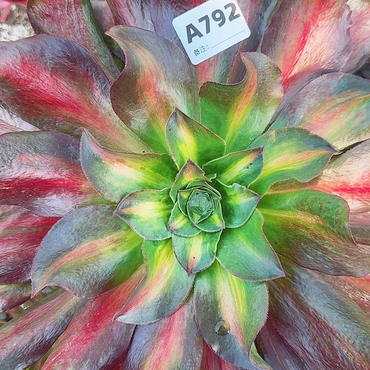 黎***后792，魅影中班大手捧