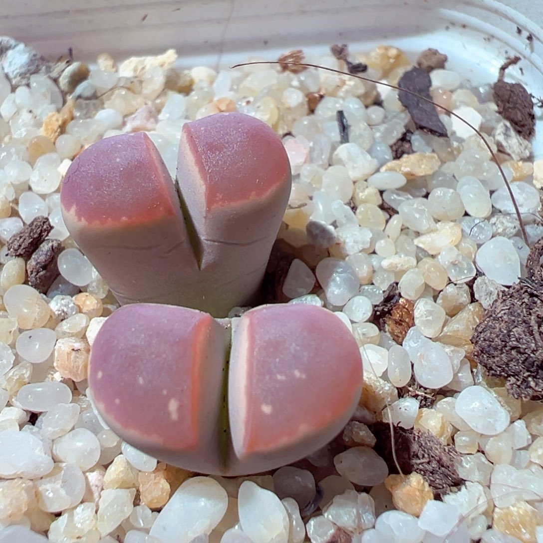 1203-432多肉多肉橄榄玉